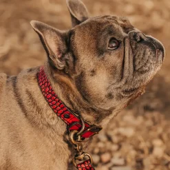 Fashion Dog Collar Womens Small Leather Goods